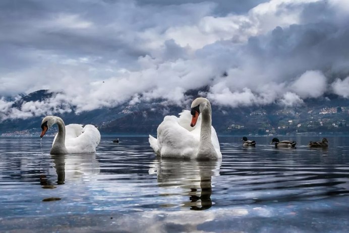 Черный лебедь с птенцами