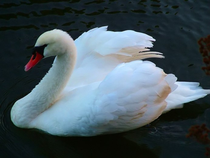Огромный лебедь