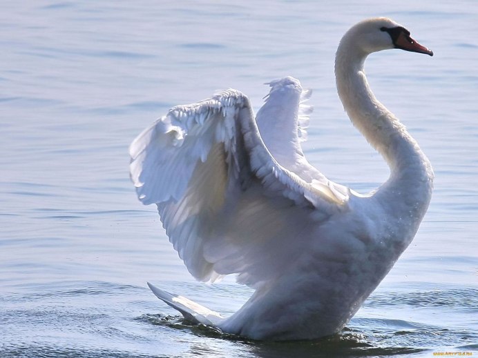 Милые лебеди