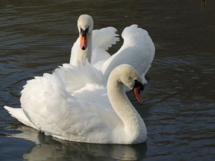 Коричневый лебедь