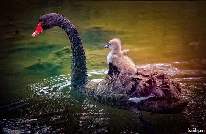 Лебеди сердце