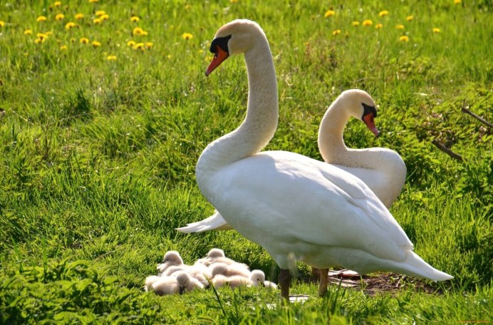 Верность лебедей