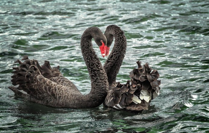 Астраханский лебедь шипун