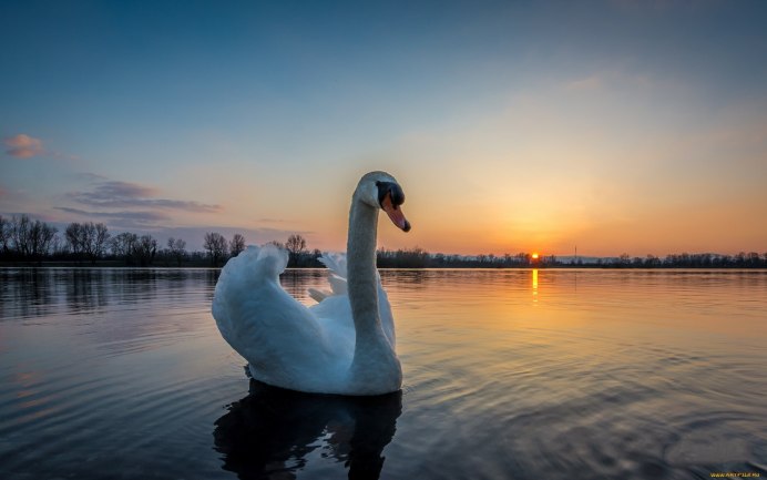 Красивые лебеди