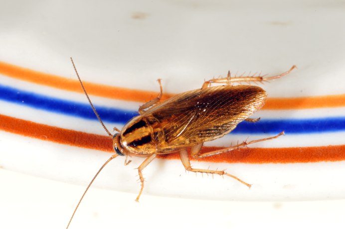 Megaloblatta blaberoides
