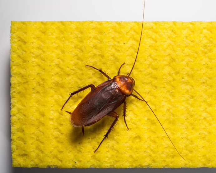 Diploptera punctata таракан