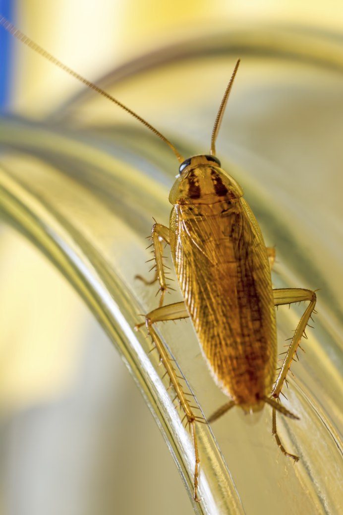 Blattodea-Blattidae-Shelfordella lateralis