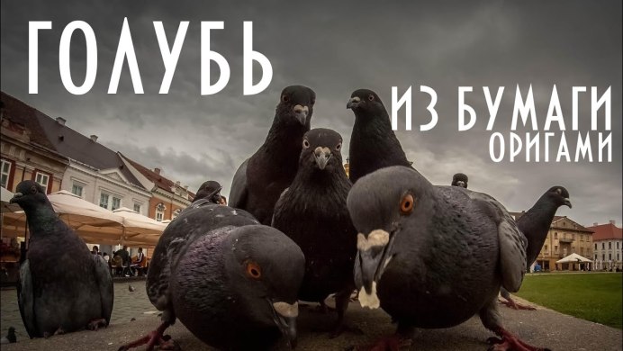 Смешной голубь