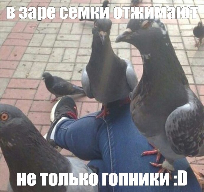 Шильштейн голубь