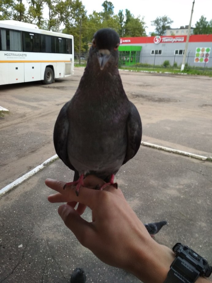 Голубь гуль