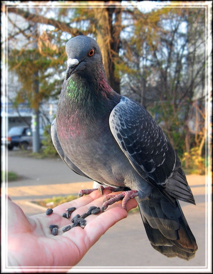 Злой голубь