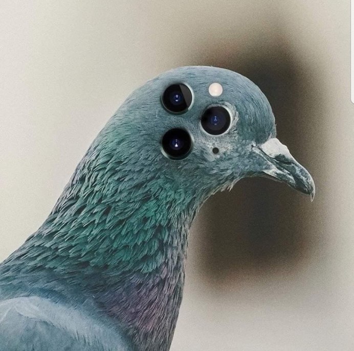 Взгляд голубя