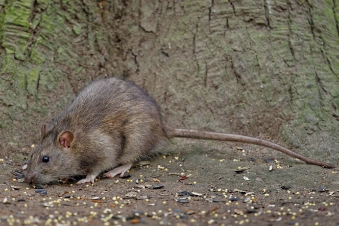 Hyorhinomys stuempkei