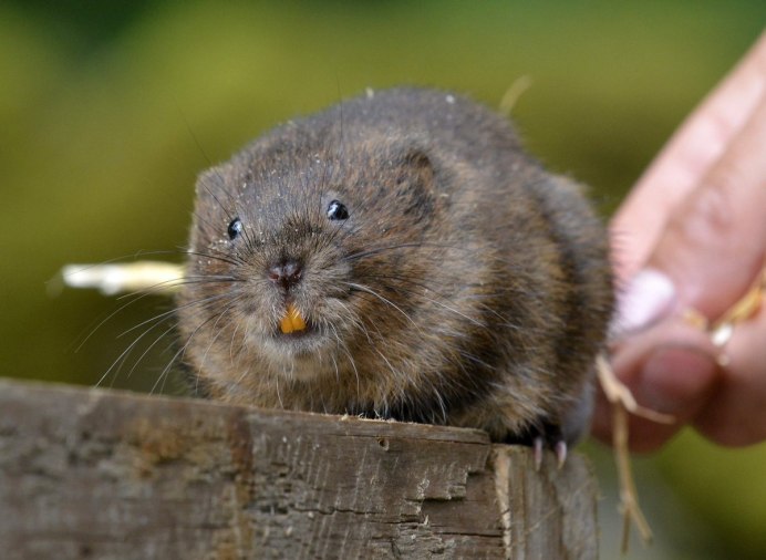 Серая крыса (Пасюк) - Rattus norvegicus.