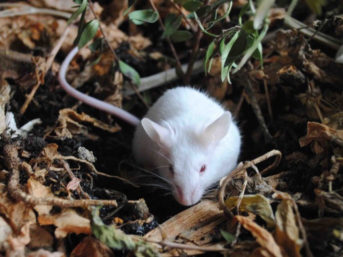 Лесная мышь (Apodemus sylvaticus)