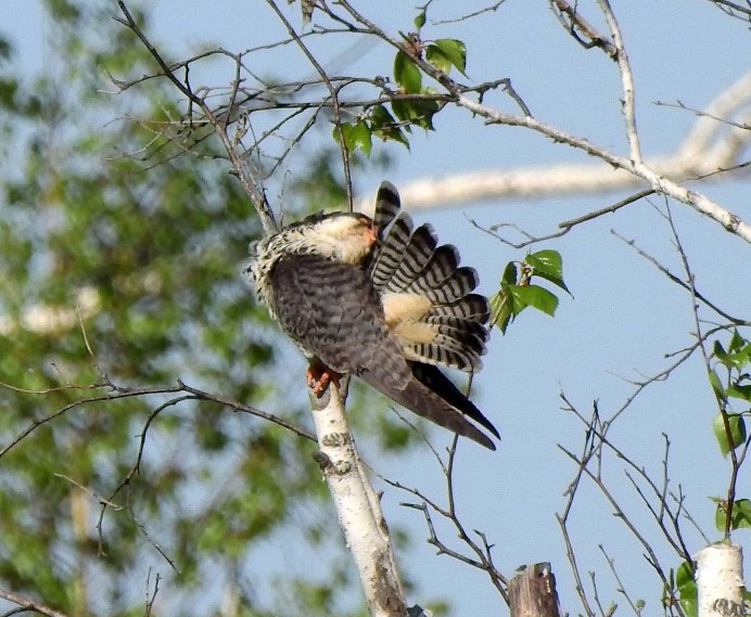 Амурский Кобчик