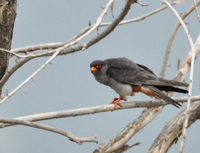 Амурский Кобчик