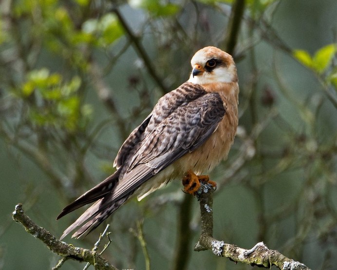 Amur Falcon