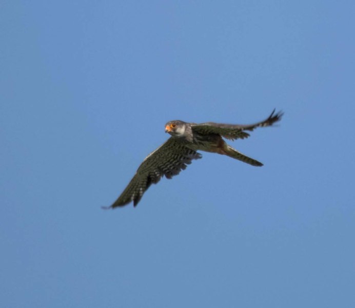 Амурский Кобчик птица