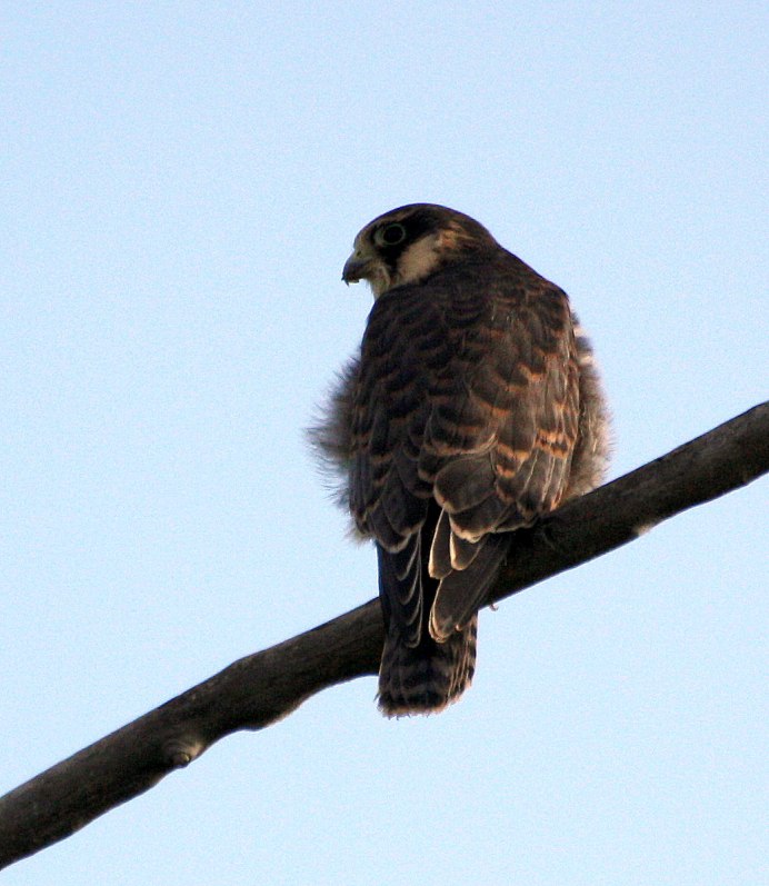 Кобчик птица фото в полете