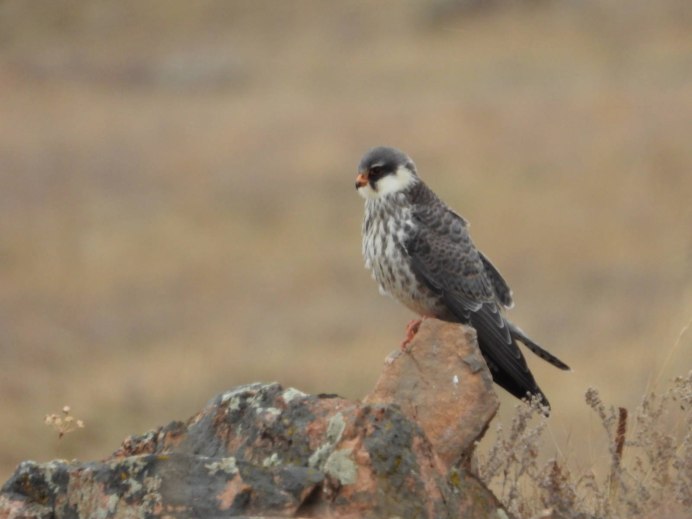 Кобчик - Falco vespertinus l