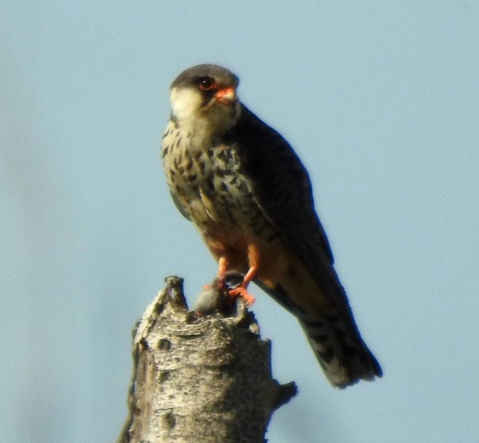 Амурский Кобчик