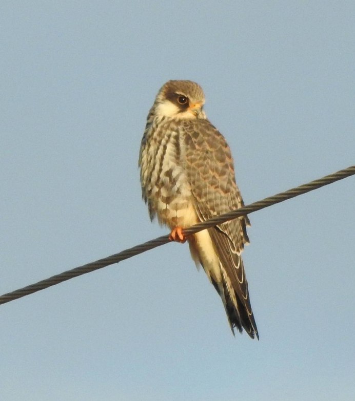 Амурский Кобчик