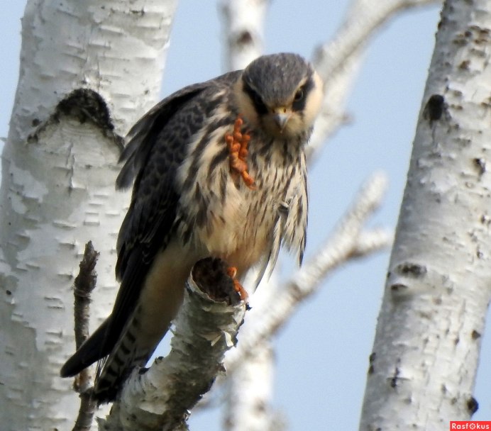 Кобчик пустельга