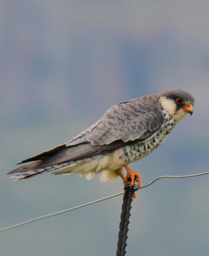 Амурский Кобчик