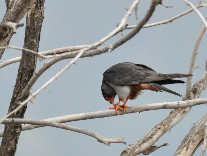 Амурский Кобчик