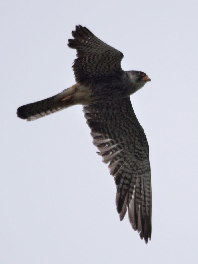 Кобчик в Западной Сибири что и как и где живут