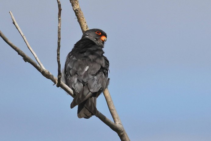 Дальневосточный Кобчик