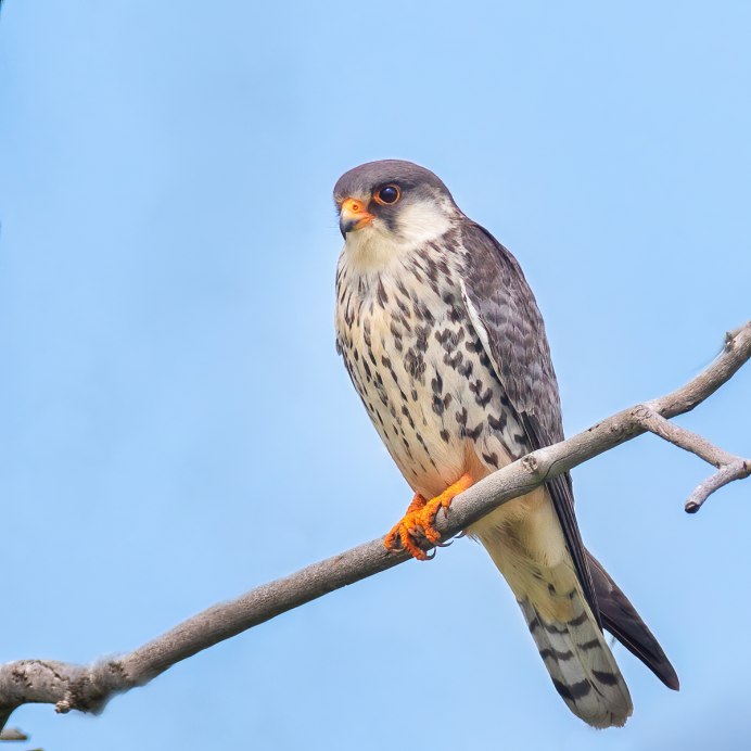 Амурский Кобчик птица