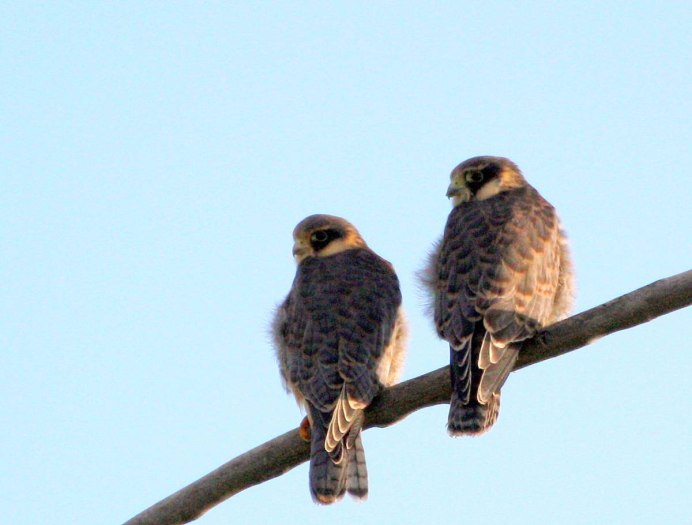 Дальневосточный Кобчик