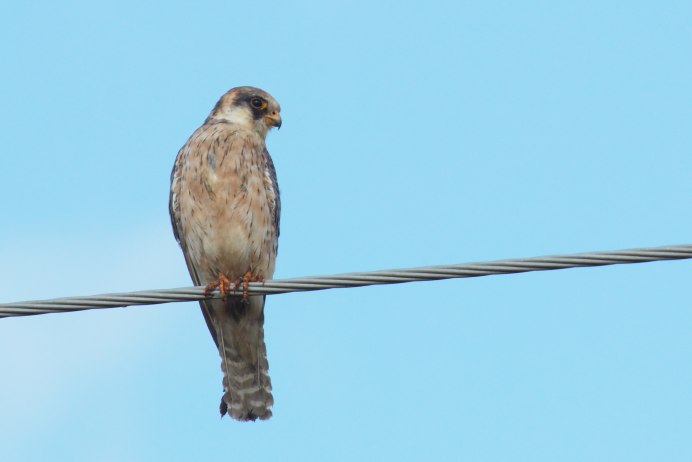 Сокол Кобчик