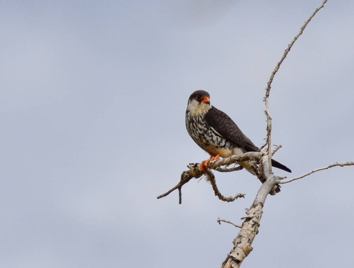Амурский Кобчик