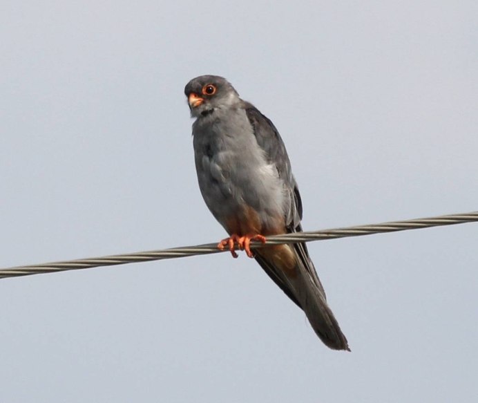 Кобчик Амурский Falco amurensis