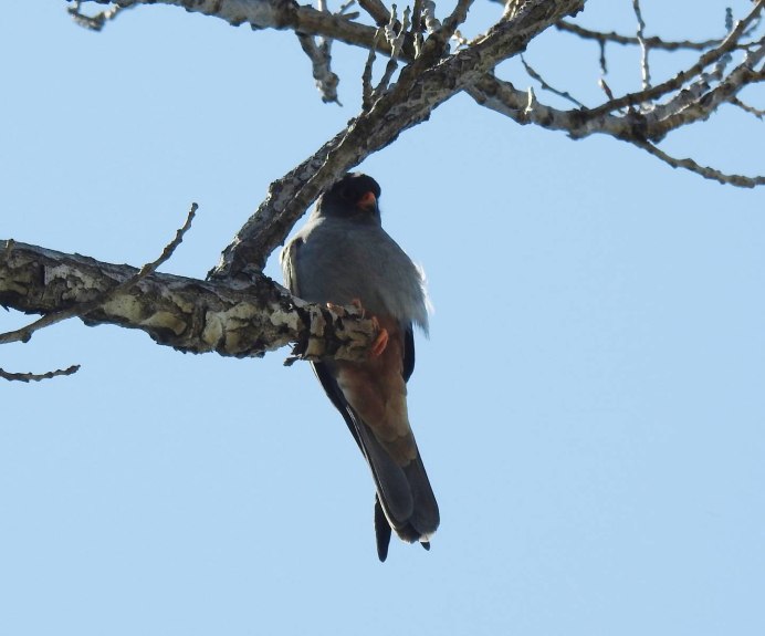 Кобчик хищная птица