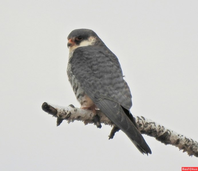 Пение птицы кобчика