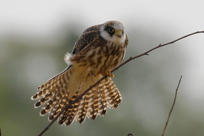 Кобчик хищная птица