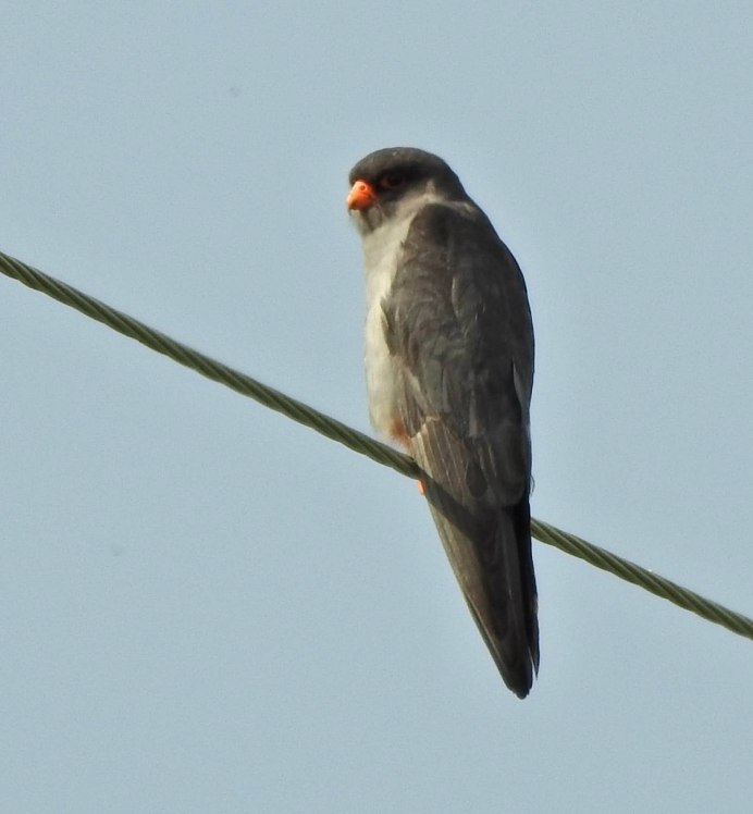 Кобчик (Falco vespertinus)