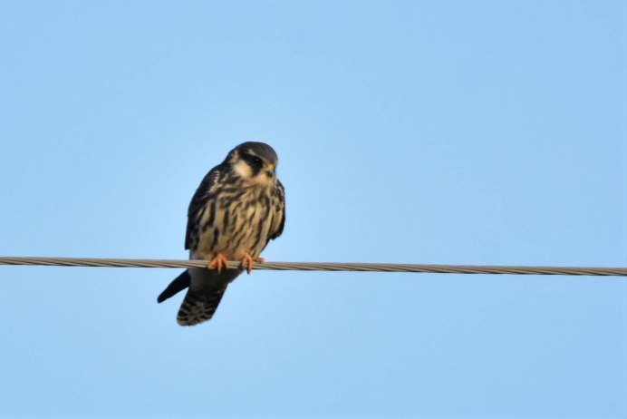 Птица года 2021 Кобчик рисунок