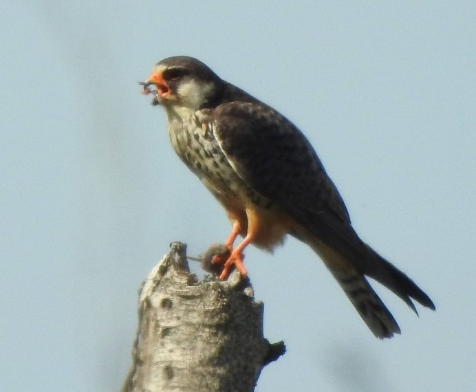 Кобчик моется