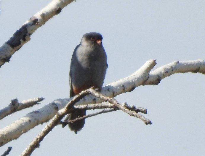 Кобчик на Кубани фото и видео