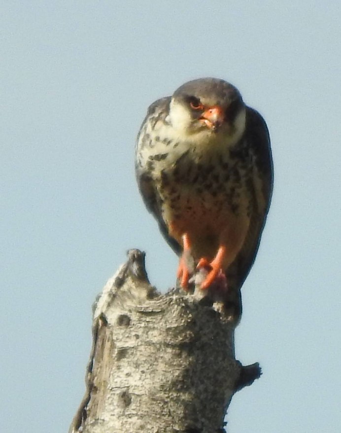 Ястреб Кобчик