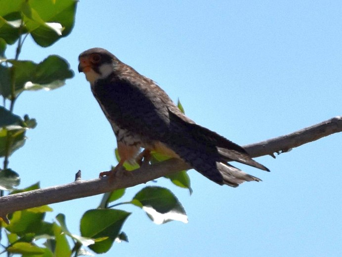 Сокол Кобчик птица