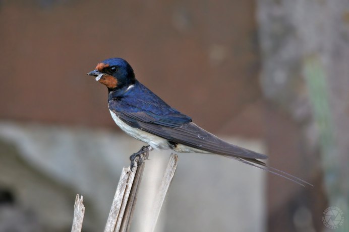 Птица Ласточка в Петербурге