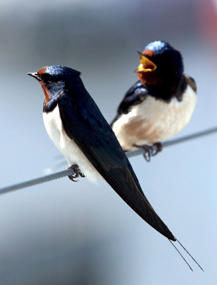 Ласточка на рабочий стол