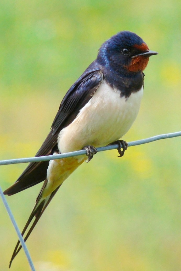 Амбарная Ласточка