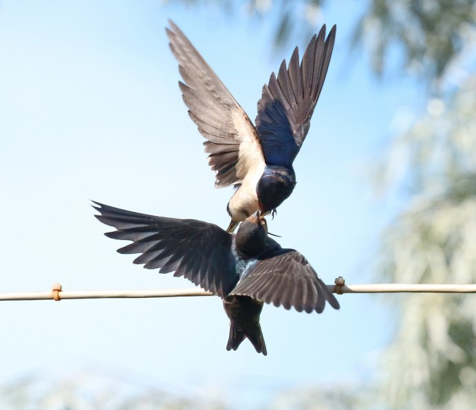 Деревенская Ласточка – Hirundo Rustica